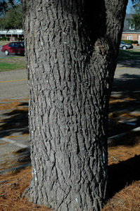 Spruce pine bark